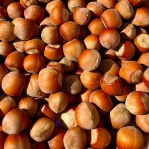 فندق خام آفتاب خشک شده
