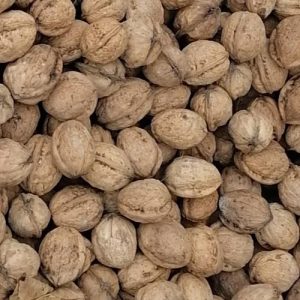 گردو اشکورات، پوست کاغذی