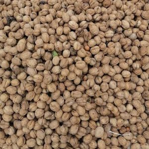 گردو مناطق اشکورات رودسر