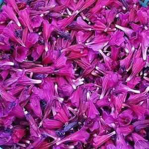 گل گاو زبان بسته نیم کیلویی